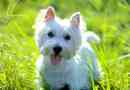 West highland white terrier - опис породи